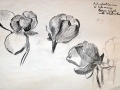 Charcoal, Azelas