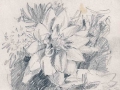 Still Life Sketch.