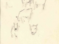 Sketches, sheep
