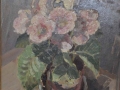 Begonias
